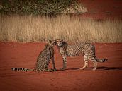 Cheetah pair in the Kalahari Desert of Namibia, Africa by Patrick Groß thumbnail