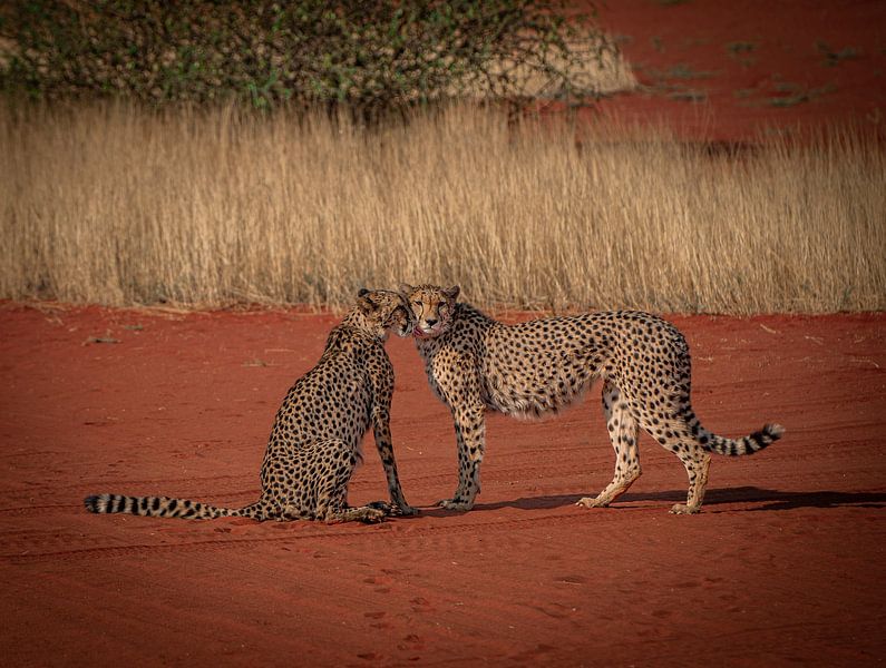 Cheetah pair in the Kalahari Desert of Namibia, Africa by Patrick Groß