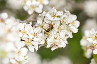 Mooie bloem met insect van Marieke Vanhulle thumbnail