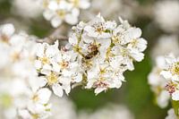 Beautiful flower with insect
