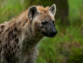 Spotted Hyena : Animal Park Amersfoort by Loek Lobel