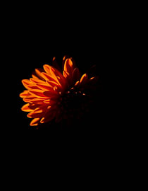 "Chrysanthemum XII" by Ember Bloom
