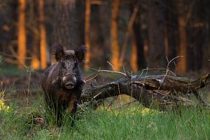 Wild boar by Danny Slijfer Natuurfotografie