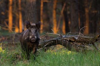 Wildschwein