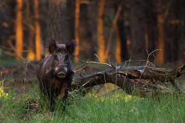 Wildschwein von Danny Slijfer Natuurfotografie