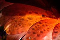 translucent sheet