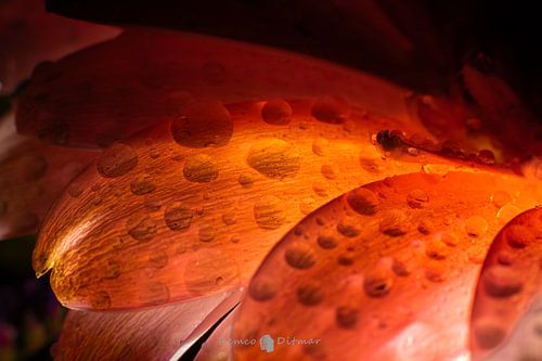 doorschijnend blad van Remco Ditmar