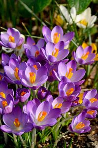 Crocus dans mon jardin