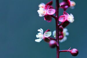 Paarse plant met witte bloemen sur Dennis van de Water