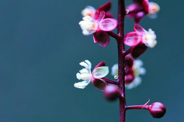 Paarse plant met witte bloemen von Dennis van de Water