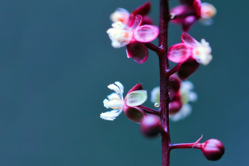 Paarse plant met witte bloemen by Dennis van de Water