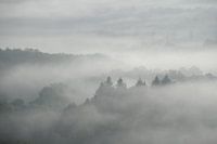 Forêt brumeuse