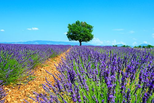 Bloeiende lavendel in de Provence tijdens een zomerse dag