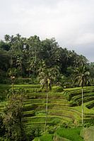 Tegalalang rice fields in Indonesia, Bali