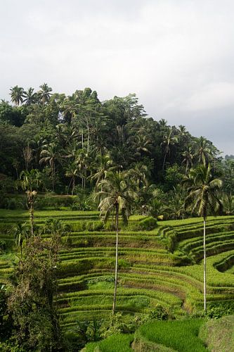 Tegalalang-Reisfelder in Indonesien, Bali