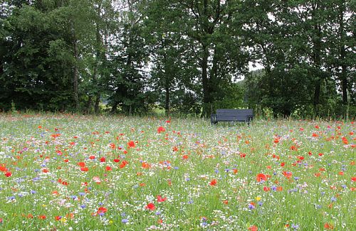 Poppies field