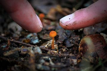 De oranje mini paddenstoel van Petra Brouwer