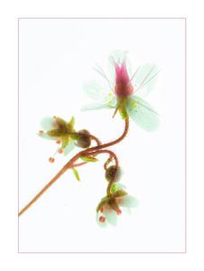 Malerkraut – Saxifraga umbrosa