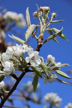 Blütezeit Frühling 2023 von Christel Smits