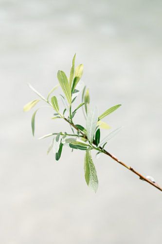 Zweig mit grünen Blättern über dem schimmernden See