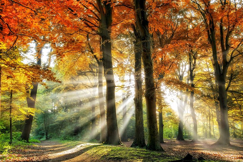 Tricolori von Lars van de Goor