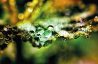 Drops on leaf in sunshine