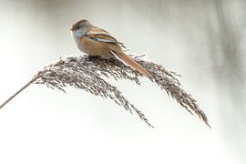 Baarmannetje von Stijn Smits