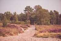 Heide landschap