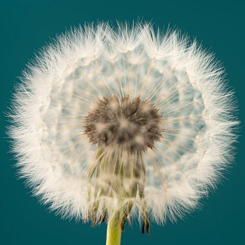 Een petrol vierkantje met paardenbloem in het licht
