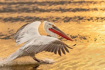 Gouden pelikaan van Kris Hermans