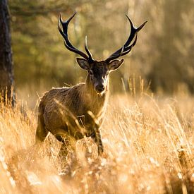 Cerf au coucher du soleil - Cerf rouge sur Judith Noorlandt