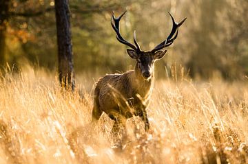 Cerf au coucher du soleil - Cerf rouge