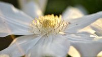 Clematis von Koos Haantjes Miniaturansicht