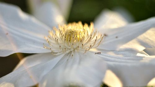 Clematis
