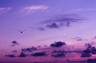 Roze-paarse lucht met vogel van Evelyne Renske thumbnail