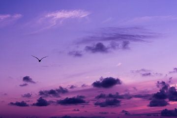 Roze-paarse lucht met vogel van Evelyne Renske
