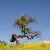 Chêne-liège n° 8 - Printemps dans les montagnes de Monchique, Algarve, Portugal sur Hannie Kassenaar