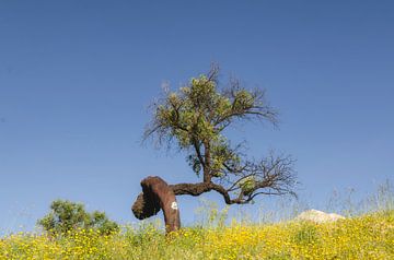Chêne-liège n° 8 - Printemps dans les montagnes de Monchique, Algarve, Portugal sur Hannie Kassenaar