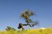 Le chêne-liège n° 8 au printemps au Portugal sur Hannie Kassenaar
