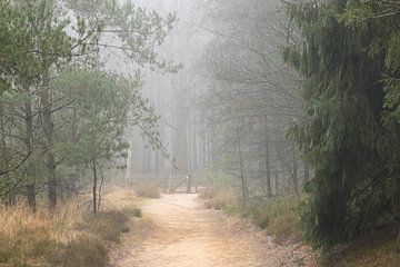 Bos landschap met wandelpad in de regen - Het Leesten bij Ugchelen
