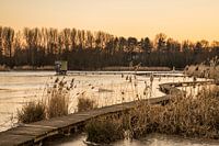 golden hour at the park "Het Vinne"