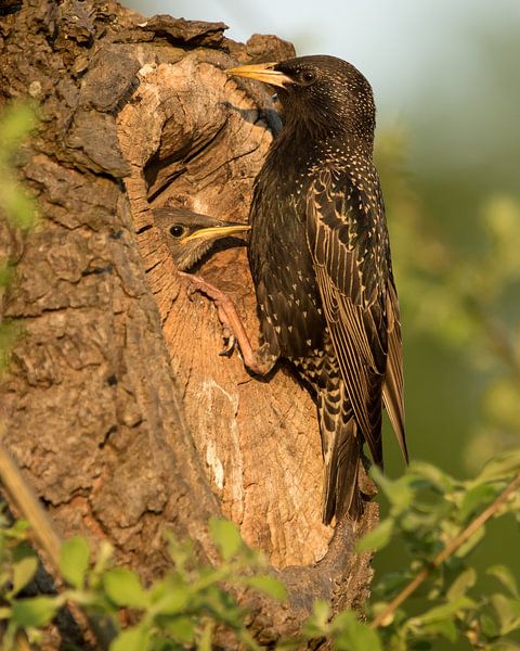 Spreeuw met jong in nestholte , Starling with young in nest cavity van Art Wittingen