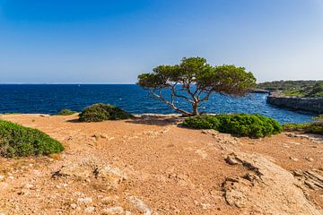 Schöner Blick auf die Küste der Insel Mallorca, Spanien von Alex Winter