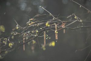 blühende Branche von Tania Perneel