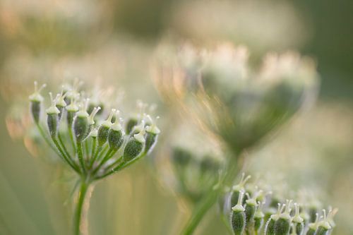 In the last sunlight by Birgitte Bergman