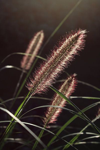 Pennisetum ornemental rétroéclairé, herbe de la fontaine par Imladris Images