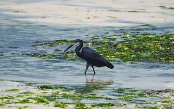 Black heron by Stijn Cleynhens