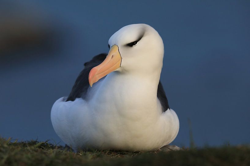 Black-browed Albatros ( Thalassarche melanophris ) or Mollymawk Helgoland Island Germany par Frank Fichtmüller