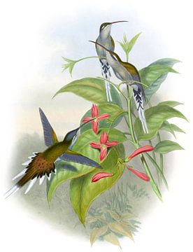 Sallé's Hermit, John Gould van Hummingbirds