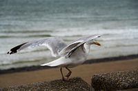 Seagull